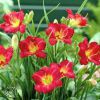 Hemerocallis Ruby Stella